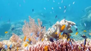 Дайвинг в индийском океане, кораллы, морские черепахи, красивый подводный мир