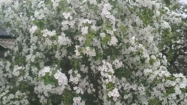 ПРИРОДА ПЕНИЕ ПТИЦ ВЕСНА смотреть онлайн