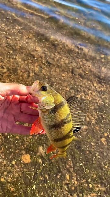 Дарим жизнь окуню. Микроджиг на Tict ice cube 69f. #fishing #fish #окунь #icecube #микроджиг смотреть онлайн