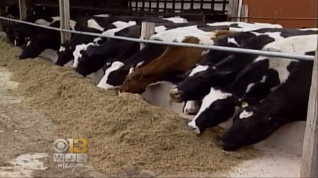 Marylanders Warned To Be On The Lookout For Longhorned Tick смотреть онлайн