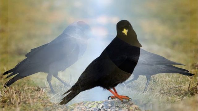 Галка смотреть онлайн