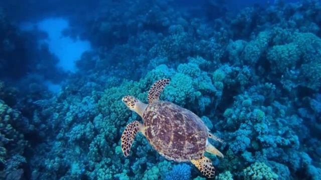 Подводный мир, кораллы, большая черепаха, дайвинг, индийский океан