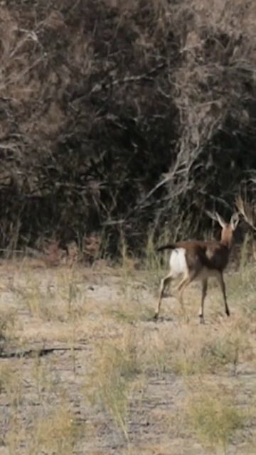 Ohular #jayron #gazelles #gazelle#gazzelle #wildlifeuzbekistan #animals #tabiat #bukhara #wildlife смотреть онлайн