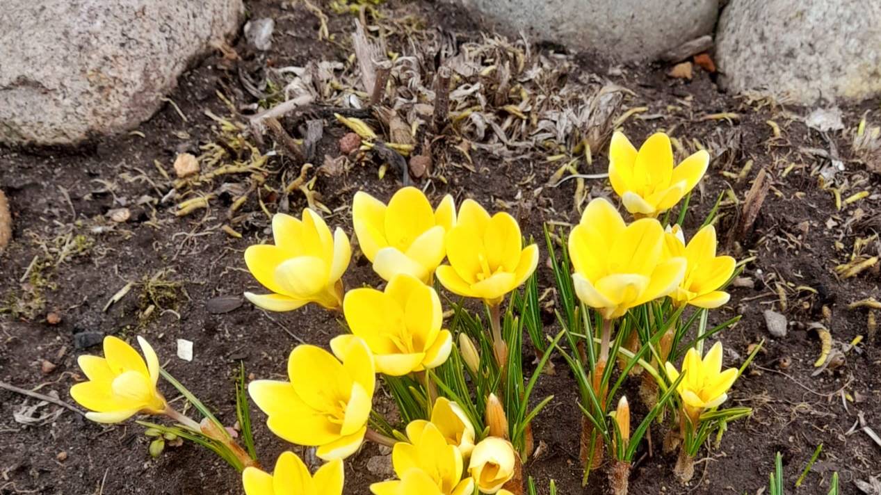 Крокус или Шафран на дачном участке. Мифы и легенды о крокусе. смотреть онлайн