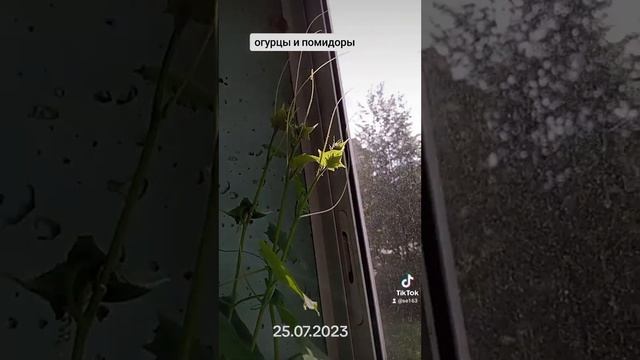 огород на лоджий смотреть онлайн