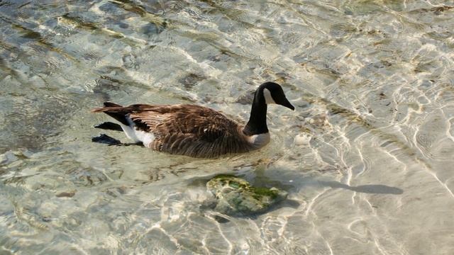 Gänsetanz ( Goose Dancing ) @Buggi #BuggiMusic смотреть онлайн