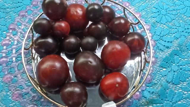 Обзор томата серии гном Полосатый Анто