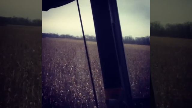 Уборка кукурузы 2019 комбайн CLAAS 204.Ставропольский край смотреть онлайн