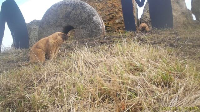 Сурки проснулись!