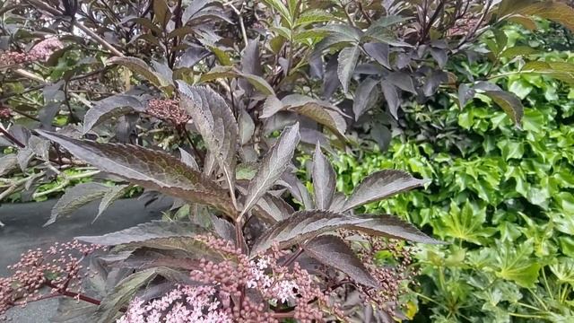 Sambucus Black Tower in a UK Tropical Garden смотреть онлайн