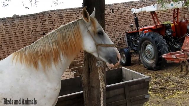 Horse Video Sounds / A Mare (Female Horse) Sounds Effects смотреть онлайн