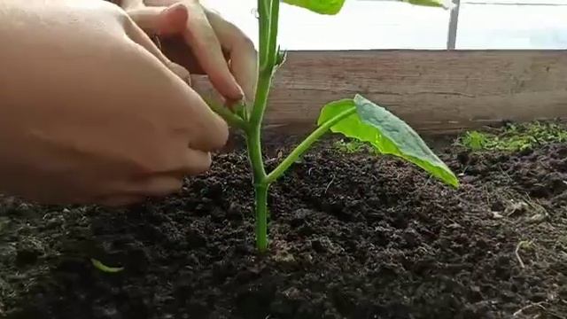 Формирование огурца смотреть онлайн