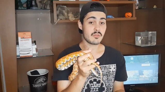 QUAL A MELHOR SERPENTE PARA INICIAR?! CONHEÇA A CORN SNAKE ( PANTHEROPHIS GUTTATUS )!!! смотреть онлайн