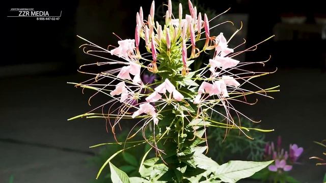 Ашуг Айдун группа Арзу Живой звук на свадьбе #dagestan #top #music смотреть онлайн