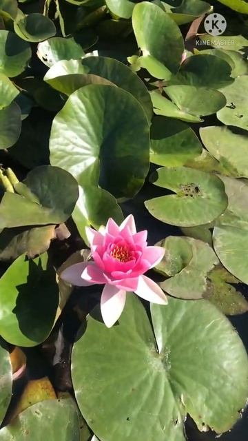 #shorts Нимфея/water lily смотреть онлайн