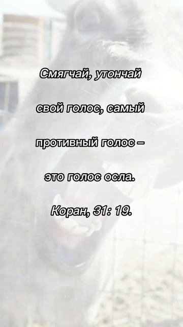 #shorts # Не повышайте голос, следите за тоном, старайтесь говорить внятно, отчетливо, но мягко🌼 смотреть онлайн