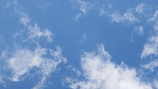 Поднимаю всех голубей вместе с молодёжью #бакинскиеголуби #шейки #черные #головастики #2024