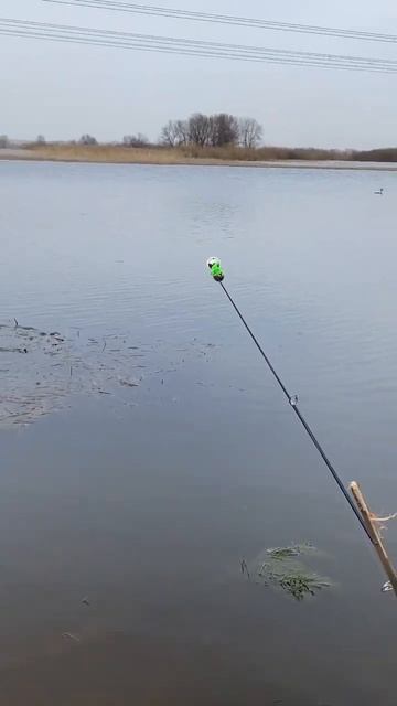 УТКА РЫБАЧИТ ЛУЧШЕ НАС! #short #рыбалка смотреть онлайн