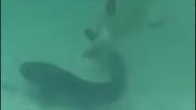 Уха-ха-ха-ха смотреть онлайн