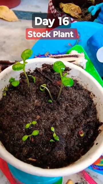 How to Grow and Care Stock Flower Plant(Matthiola incana)/ Care of Stock plant смотреть онлайн