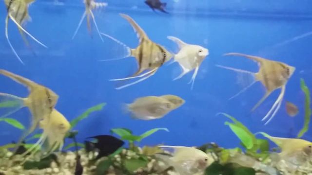 #Рибки Рибки золоті . АКВАРІУМ смотреть онлайн