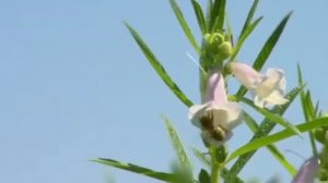 ....Как выращивают и обрабатывают Кунжут...