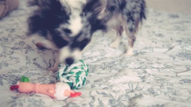 Распаковка SuperDog Box: челлендж вслепую! 📦😵 смотреть онлайн