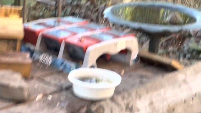 Clever Cat Bird Learns Tic-Tac-Toe Tricks смотреть онлайн