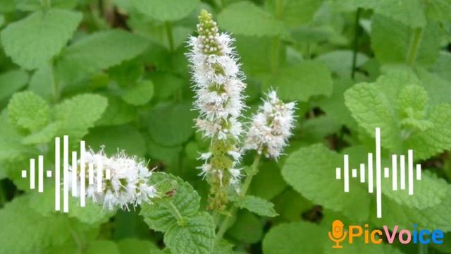 Асал суртиш усуллари