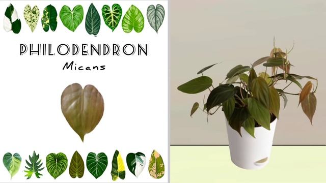 30 Stunning Philodendron varieties with names and pictures | Tropical Aroids | Beautiful Foliage смотреть онлайн