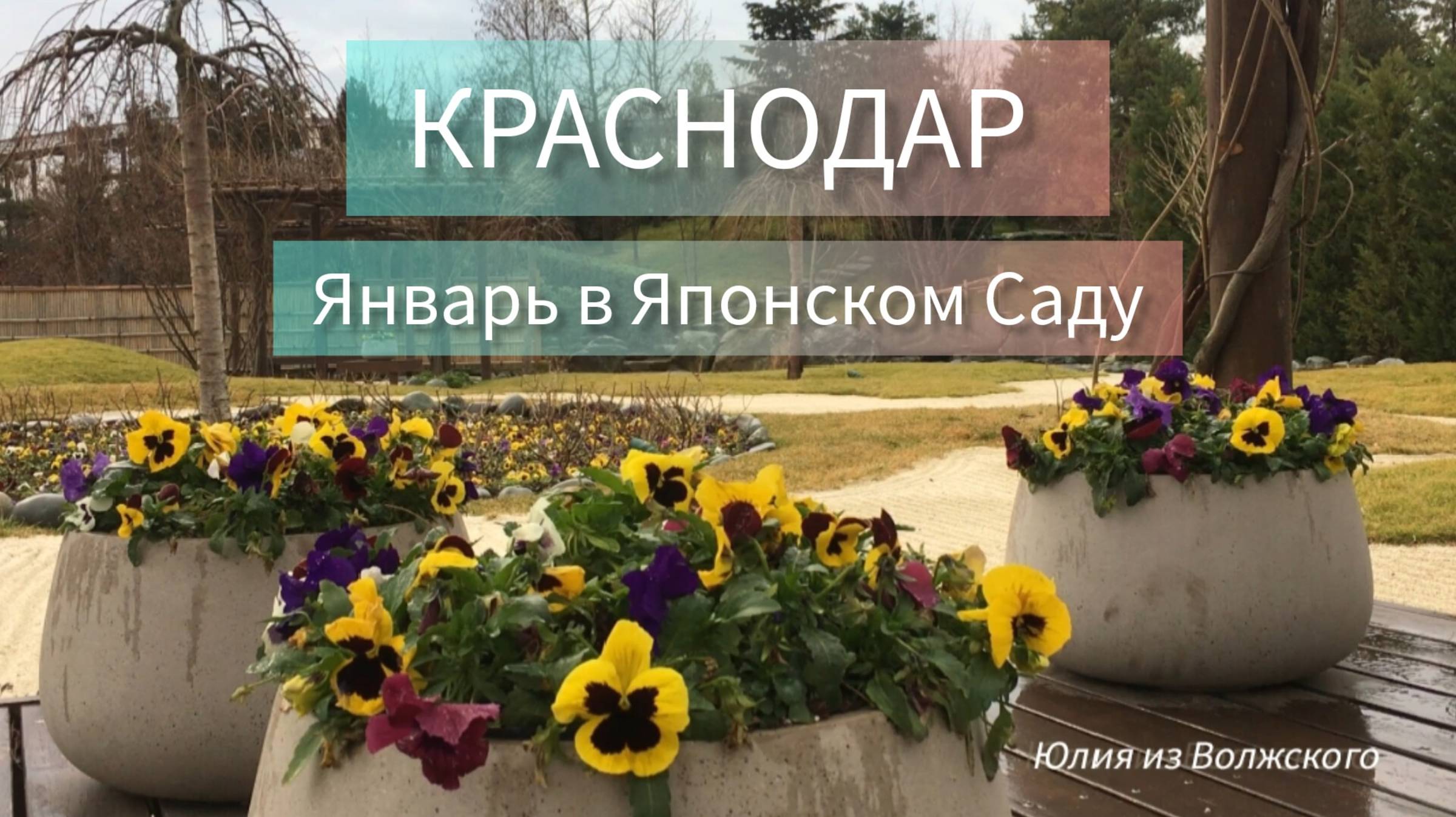 Краснодар. Парк Галицкого. Анютины глазки в зимнем Японском Саду🔸 смотреть онлайн