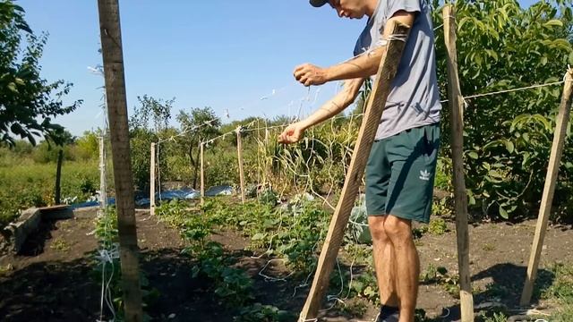 ПОДВЯЗАЛ ОГУРЦЫ(жду урожая) смотреть онлайн