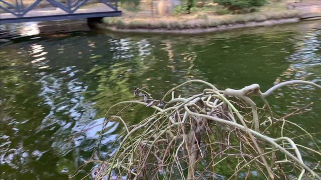 Осетр или форель.Цены-пипец. смотреть онлайн