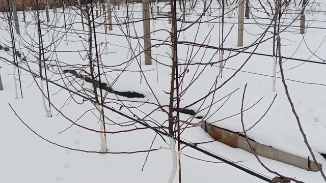 Огляд зимового саду смотреть онлайн