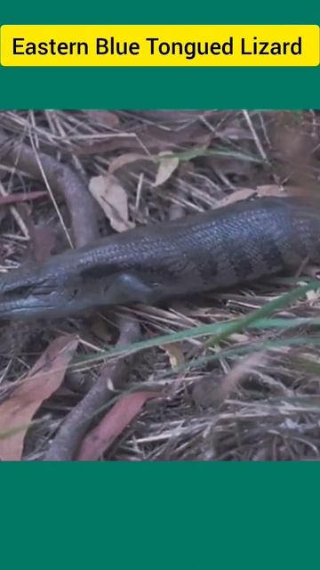 Eastern Blue Tongued Lizard 🦎 | #shorts #youtube #lizard #trending смотреть онлайн