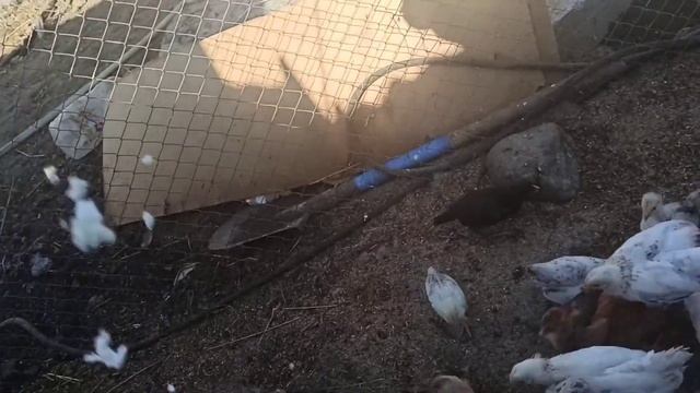 ИНГУШЕТИЯ/ К1ОЛД ЭШ МАССАНЕН/ ХАМЕЛ БО БОЛХ БАКХ ТХАЦИГ смотреть онлайн