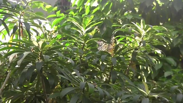 4-H Becoming Butterflies - Butterfly Rainforest смотреть онлайн