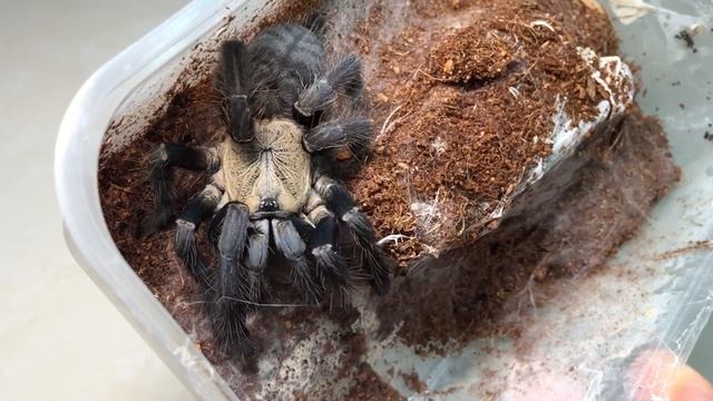 Cyriopagopus Hati-hati, Ready Stock 2019