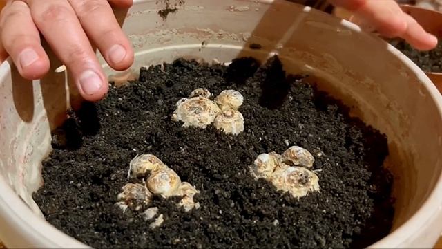 КАЛЛА💕ПОСАДКА КАЛЛЫ В ГОРШОК. КАЛЛА ГУЛИНИ ЭКИШ