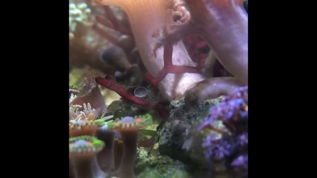 Peanut Worm смотреть онлайн