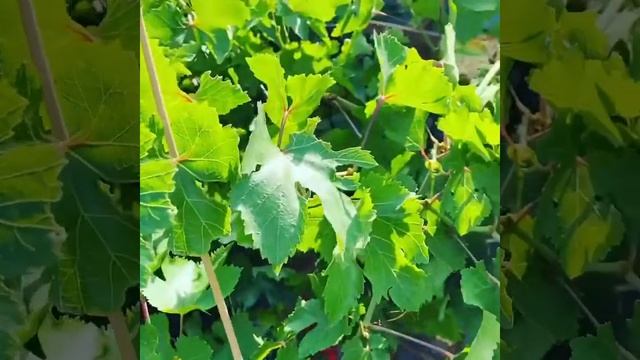 Hornworms attacking grape vines смотреть онлайн