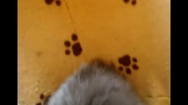 Котэ Terry A.k.a. Толян 0003