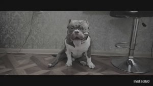 американский булли