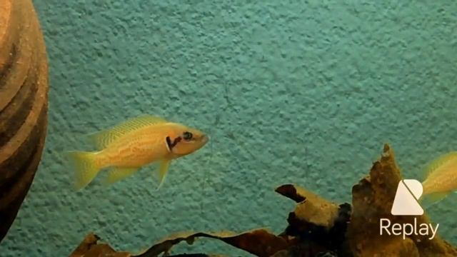 Neolamprologus helianthus смотреть онлайн