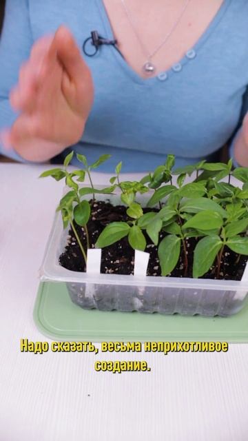 Хотите вырастить собственное деревце хурмы? Посейте косточки! Хурма из семян смотреть онлайн