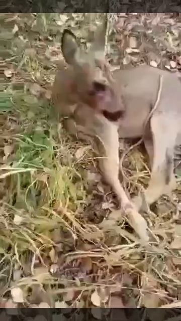 Зомби косули смотреть онлайн
