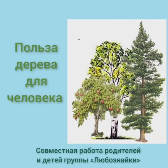 Польза дерева для человека