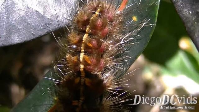 Hypercompe indecisa - Lagarta - Caterpillar species with orange and black colors - Raupe, Hernyó смотреть онлайн
