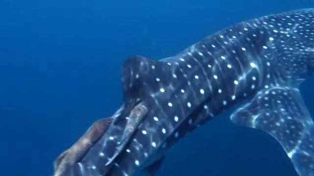 Diving with sharks and sting rays in Oman смотреть онлайн