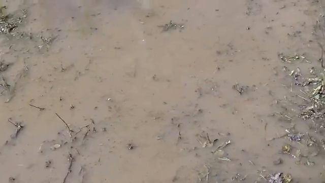 HOG MIX #12 (citrus kool aid) oink oink смотреть онлайн